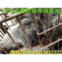 西宁野猪养殖场   青海生态野猪养殖基地 