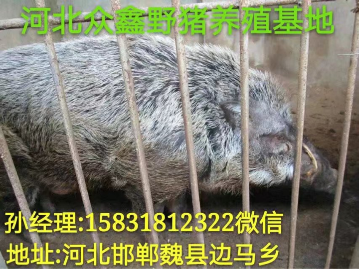 河北野猪养殖 邯郸野猪肉价格 