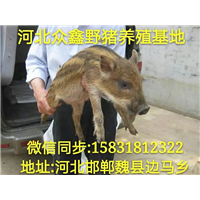 养殖特种野猪10头成本  广东野猪苗价格多少钱一只 