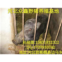 河北哪里有野猪养殖场？就在纯种野猪养殖基地 