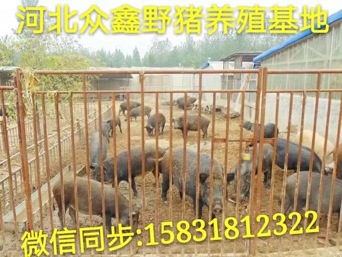 东北野猪养殖场  辽宁野猪苗价格多少钱一头 