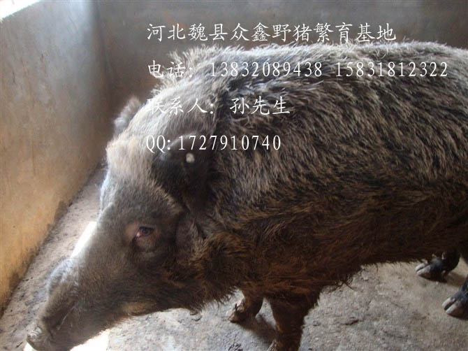 河北野猪价格-河北特种野猪养殖Q-06