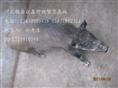 河北特种野猪养殖厂-魏县特种养殖野猪报价-89