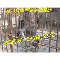 野猪市场价格 衡水小野猪养殖销售中心 