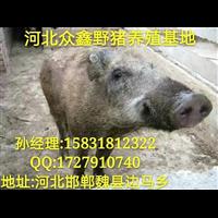 石家庄野猪养殖 鹿泉 辛集特种野猪肉价格 