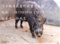 河北野猪价格-河北特种野猪养殖Q-03