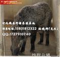 江苏野猪养殖行情 安徽纯种野猪养殖 四川野猪养殖基地