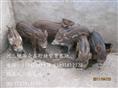 河北野猪价格-河北特种野猪养殖Y-02