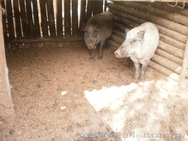 河北特种野猪养殖基地出售各种大小野猪及野猪肉 