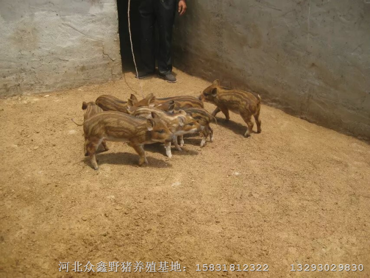 北京野猪养殖场天津野猪肉内蒙野猪苗价格 