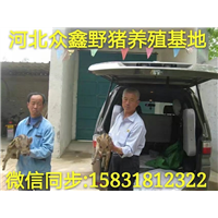 江苏哪里有业主养殖场？  就在纯种野猪养殖基地 