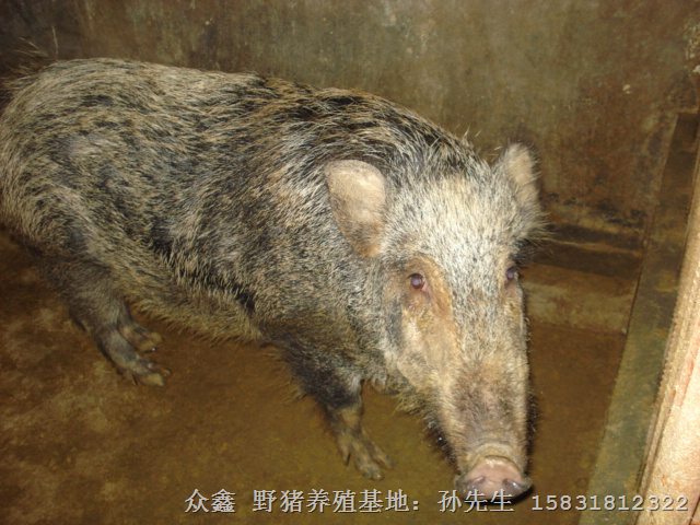 新疆野猪肉价格 陕西野猪养殖 榆林野猪养殖基地 
