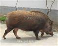吉林野猪厂养殖野猪肉价格 野猪养殖前景怎么样？15831812322告诉你 