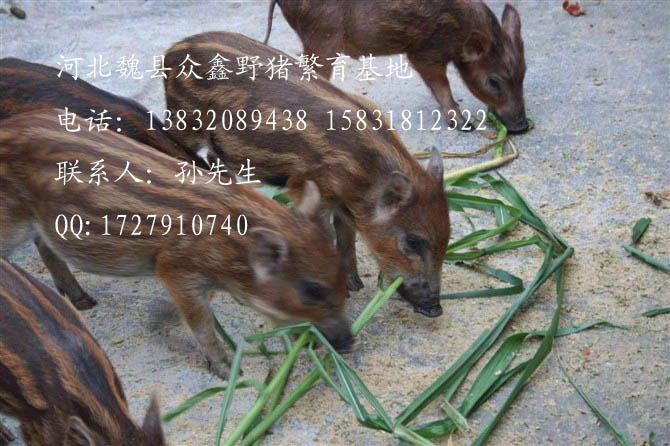 魏县野猪价格-河北野猪价格-河北特种养殖B-04