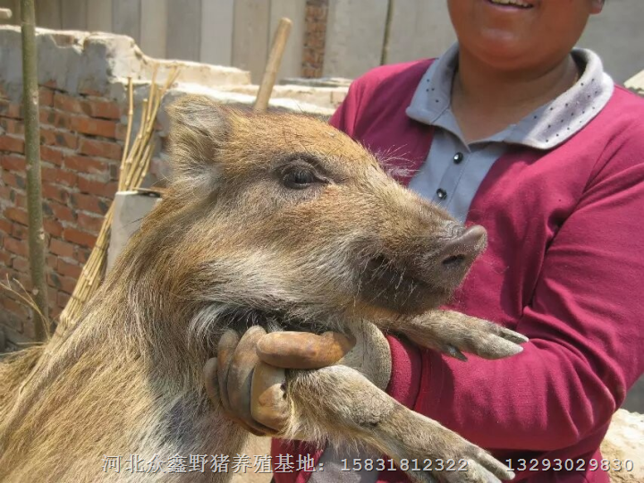 河南特种野猪肉濮阳野猪苗安阳野猪养殖场 