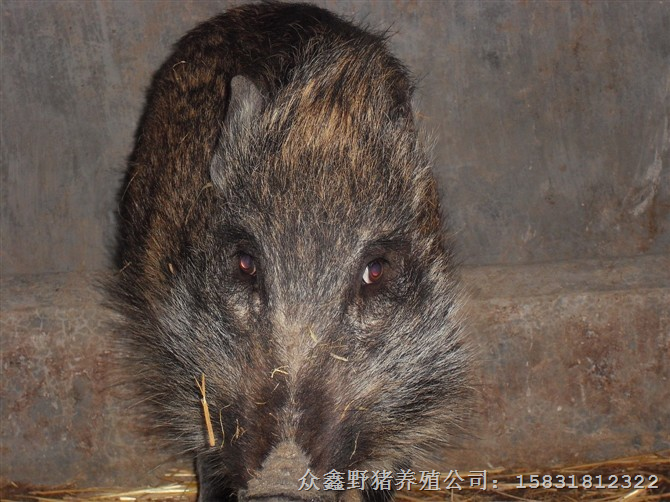 湖北恩施野猪繁育基地 天门随州纯种野猪养殖场 