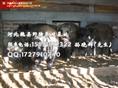 特种野猪养殖 野猪肉价格 河北野猪养殖厂家