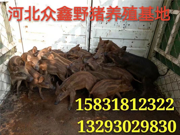 云南哪里有大型野猪养殖基地 求购野猪苗价格多少钱一头 