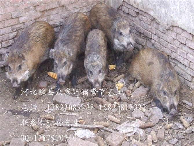 魏县野猪价格-河北野猪价格-河北特种养殖V-05