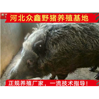 安徽生态野猪养殖基地、纯种野猪仔价格多少钱一只 