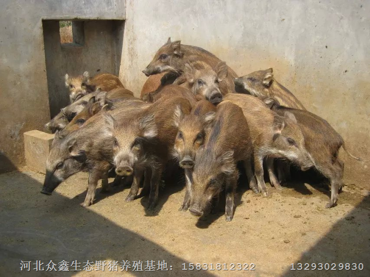 邯郸野猪|野猪种猪、野猪仔、野猪肉价格 