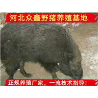 野猪养殖业、北京正宗野猪养殖基地 