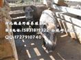 特种野猪养殖 野猪肉价格 河北野猪养殖厂家