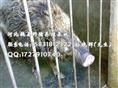 河北石家庄野猪 邯郸大型野猪养殖基地 秦皇岛野猪