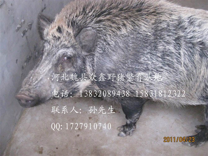 河北特种野猪养殖厂-魏县特种养殖野猪报价-106