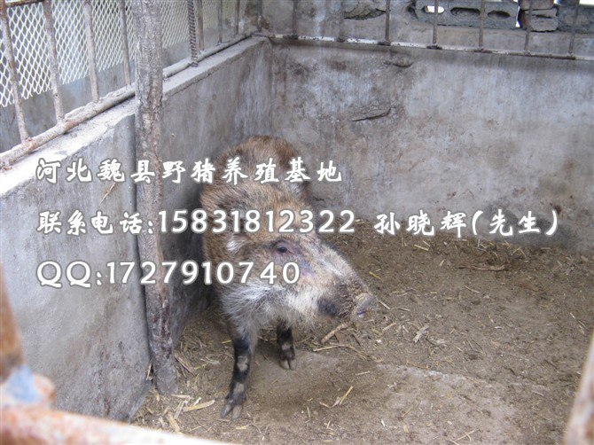 特种野猪养殖 野猪肉价格 河北野猪养殖厂家