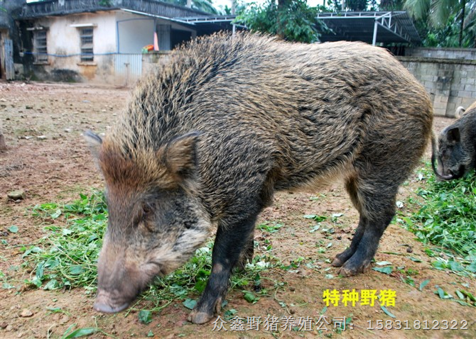 陕西野猪养殖场免费提供野猪养殖技术供应大小纯种野猪 