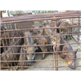 蓟县野猪养殖场|出售各种大小野猪野猪肉 