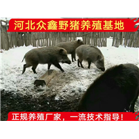 东北**的野猪养殖基地、特种野猪养殖场 