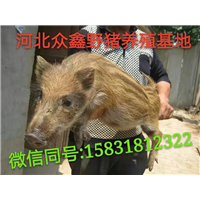 野猪养殖技术教程  云南野猪苗价格多少钱一只 