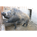 河北纯种野猪养殖场出售各种大小纯种野猪 