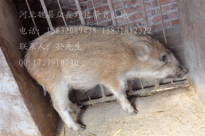 魏县野猪批发/河北野猪销售/河北野猪价钱01B