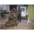 北京野猪种猪繁育中心提供野猪养殖技术 