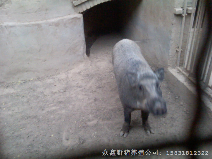 吉安野猪养殖 赣州纯种野猪价格 景德镇生态野猪养殖基地 