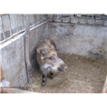河北众鑫生态野猪繁育基地面向河南山西山东地区销售特色野猪肉、优质野猪苗 
