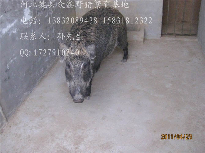 河北特种野猪养殖厂-魏县特种养殖野猪报价-105