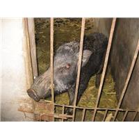 河南特种野猪肉|濮阳安阳野猪养殖基地 