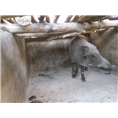 特种野猪养殖 河南大型野猪养殖基地 