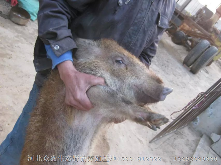 北京野猪肉价格15831812322野猪养殖技术 