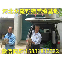 小型野猪养殖场设计图  野猪种猪价格多少钱一头 