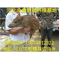 安徽哪里有野猪养殖场？ 就在纯种野猪养殖基地 