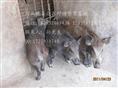 河北特种野猪养殖厂-魏县特种养殖野猪报价-91