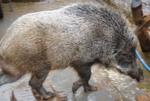 安徽野猪厂养殖野猪肉价格 野猪养殖前景怎么样？15831812322告诉你 