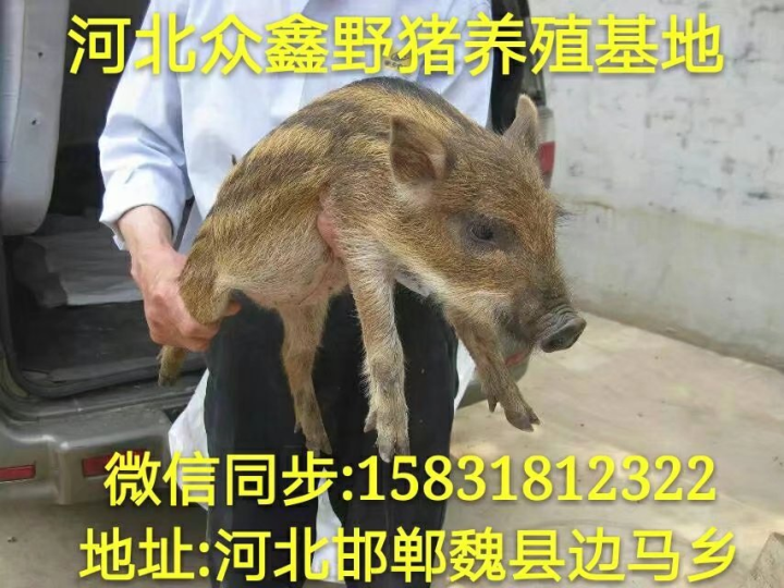 邯郸野猪养殖 邯郸野猪养殖基地 魏县野猪场 