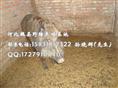 山西野猪养殖 山东野猪养殖 纯种野猪养殖基地