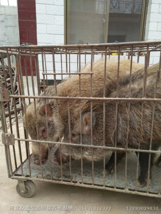 河北特种野猪|承德、张家口野猪养殖基地 
